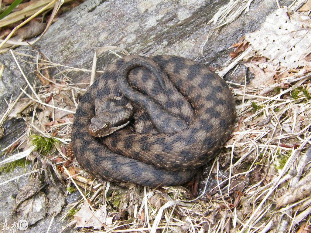 吉林,吉林，完成某项任务或学习某种技能的详细步骤指南（初学者/进阶用户适用）